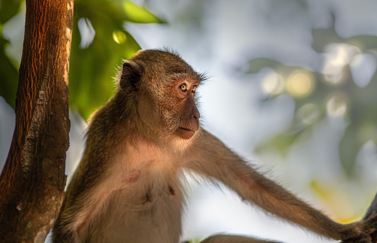 Para prevenir a varíola dos macacos, especialistas indicam que os humanos fiquem longe de animais doentes (Foto: Pexels/ Erik Karits/ CreativeCommons)