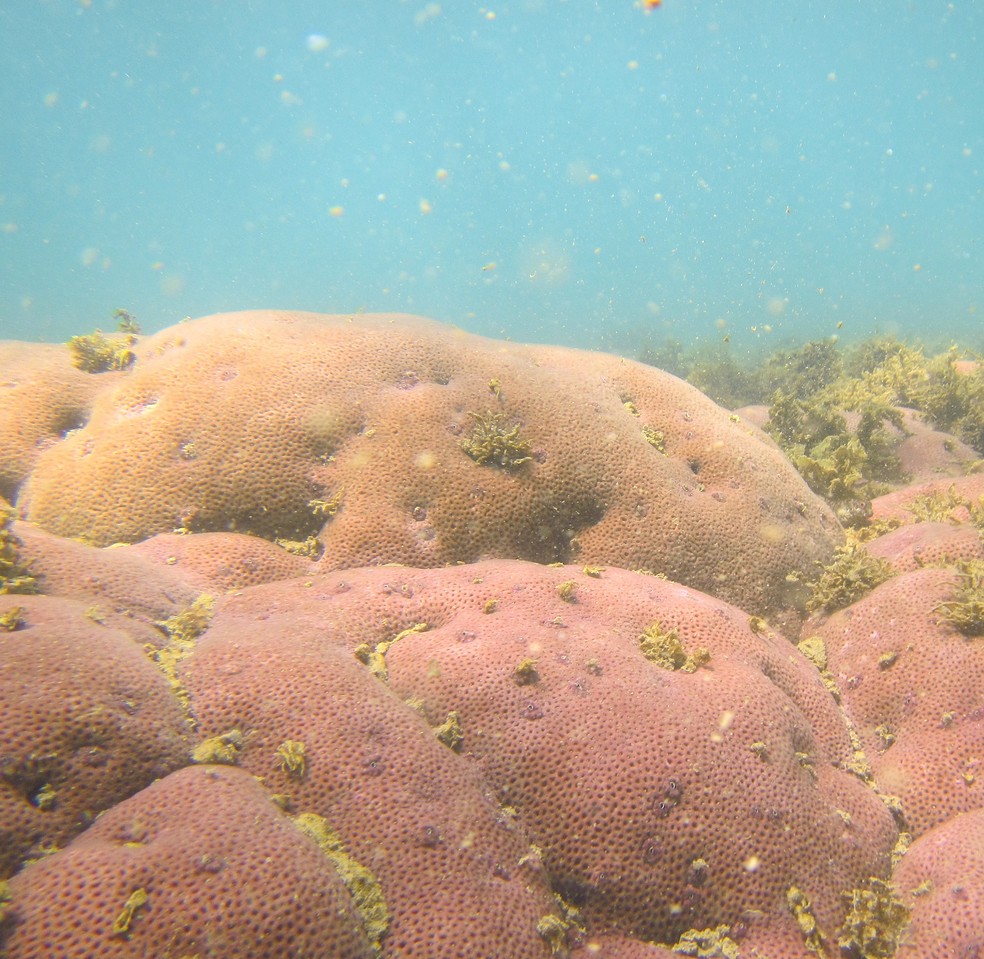 Coral estrelinha localizado no lado direito da Praia da Tartaruga, em Armação dos Búzios, no RJ (Foto: Acervo Projeto Ecorais BrBio)