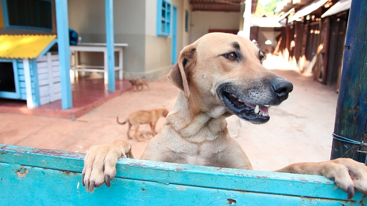 Feira de adoção de cães resgatados será realizada em Montes Claros neste domingo (13)
