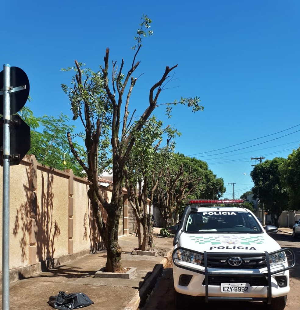 Moradores de Teodoro Sampaio foram autuados por realizar poda drástica em árvores — Foto: Polícia Militar Ambiental
