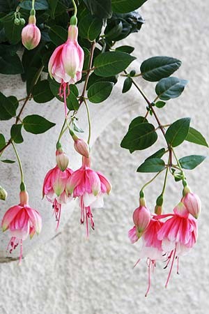 1. Os beija-flores adoram as flores pendentes roxas e vermelhas ou brancas e rosadas do brinco-de-princesa (Foto: Evelyn Müller)