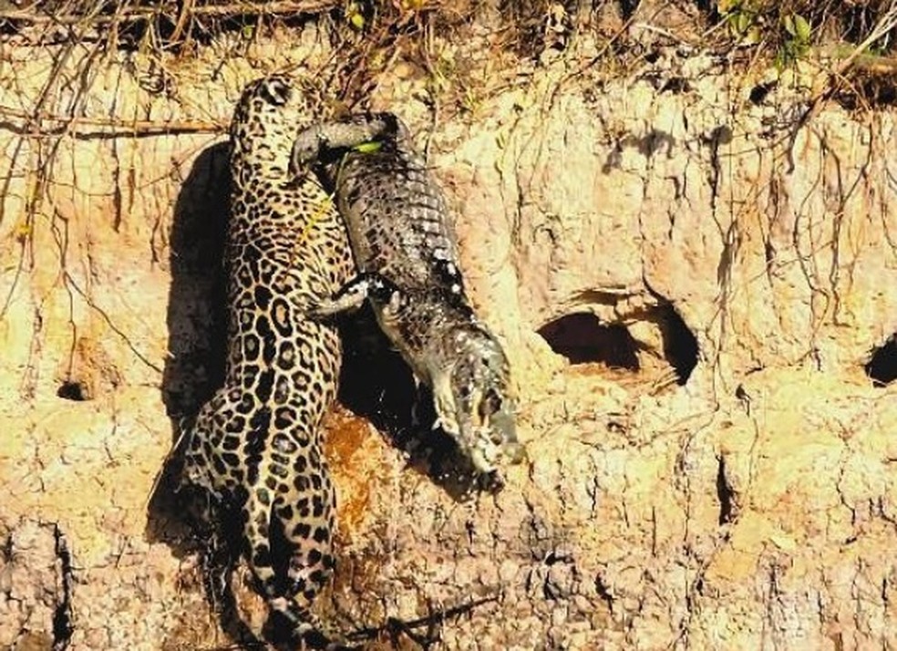 Onça tenta escalar barranco de rio com jacarén na boca (Foto: Allan Franco/Arquivo Pessoal)