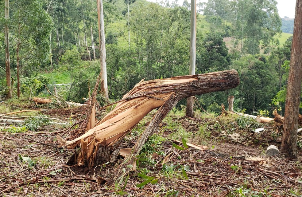 Estrago em tronco de eucalipto em Quilombo — Foto: Defesa Civil/Divulgação
