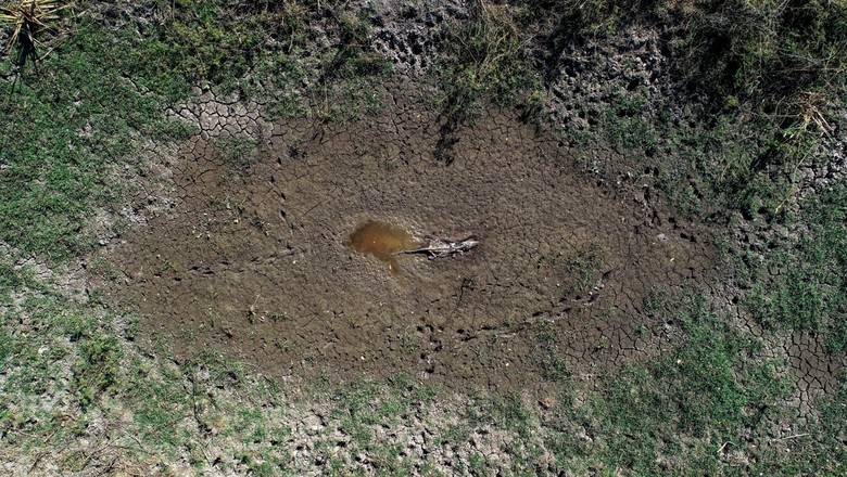 Imagem aérea mostra terra seca e jacaré morto, em meio a maior estiagem dos últimos 50 anos no Pantanal (Foto: José Medeiros/Ed.Globo)