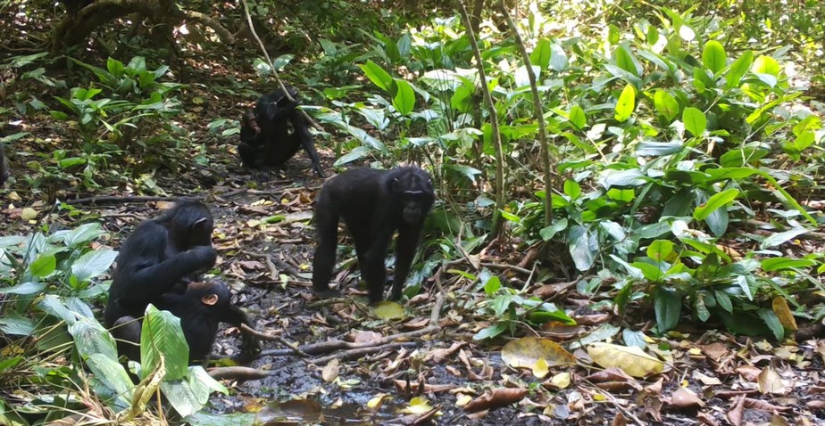 Chimpanzés cavam poços para beber água em floresta tropical de Uganda.