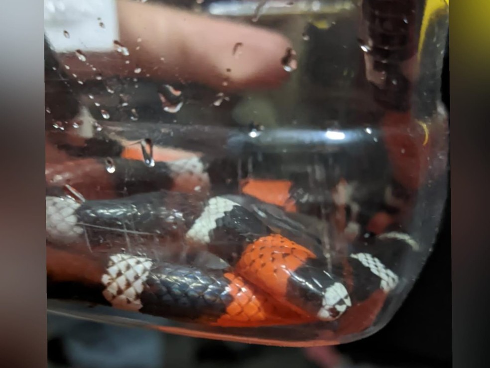 Cobra coral verdadeira, a mais venenosa do Brasil, foi encontrada em residência em Itaitinga. — Foto: Corpo de Bombeiros/ Divulgação