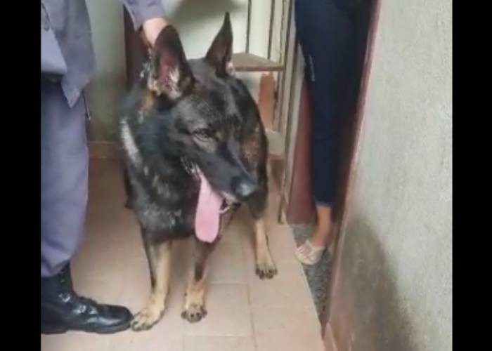 Cão farejador Messi, da Polícia Militar, ajuda a encontrar drogas e armas em aparelho de som no ES