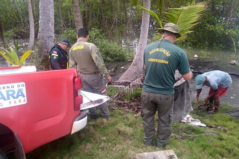 Mais de 1.700 caranguejos capturados no defeso são apreendidos no PA