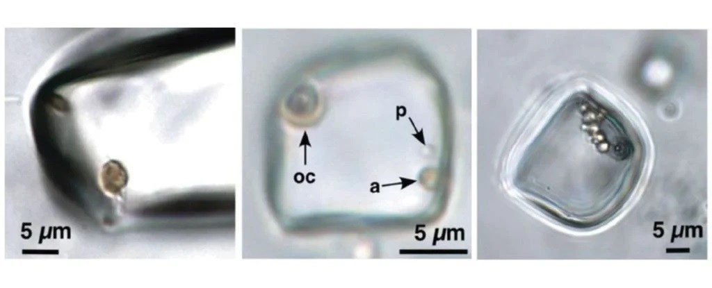 Microrganismos em inclusões fluidas presos dentro de cristais de halita (Foto: Schreder-Gomes et al.)
