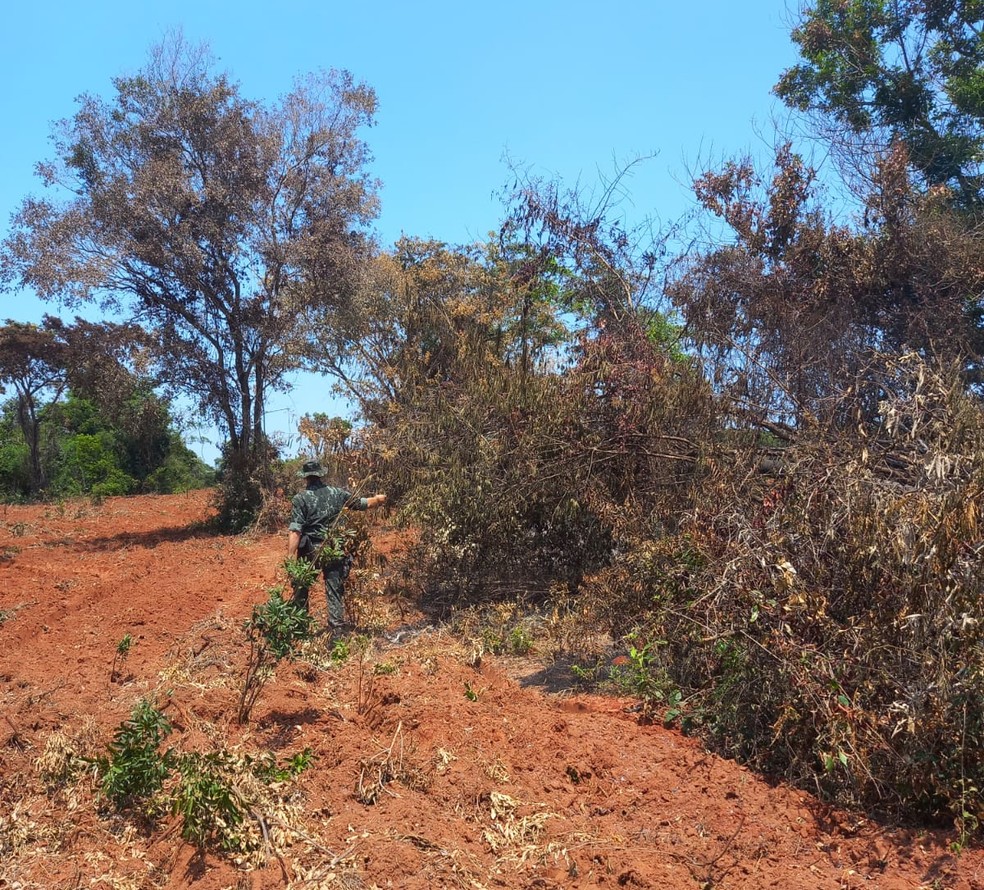 Assentado recebeu multa de R$ 6,5 mil por atear fogo em área de vegetação nativa em Presidente Bernardes (SP) — Foto: Polícia Militar Ambiental
