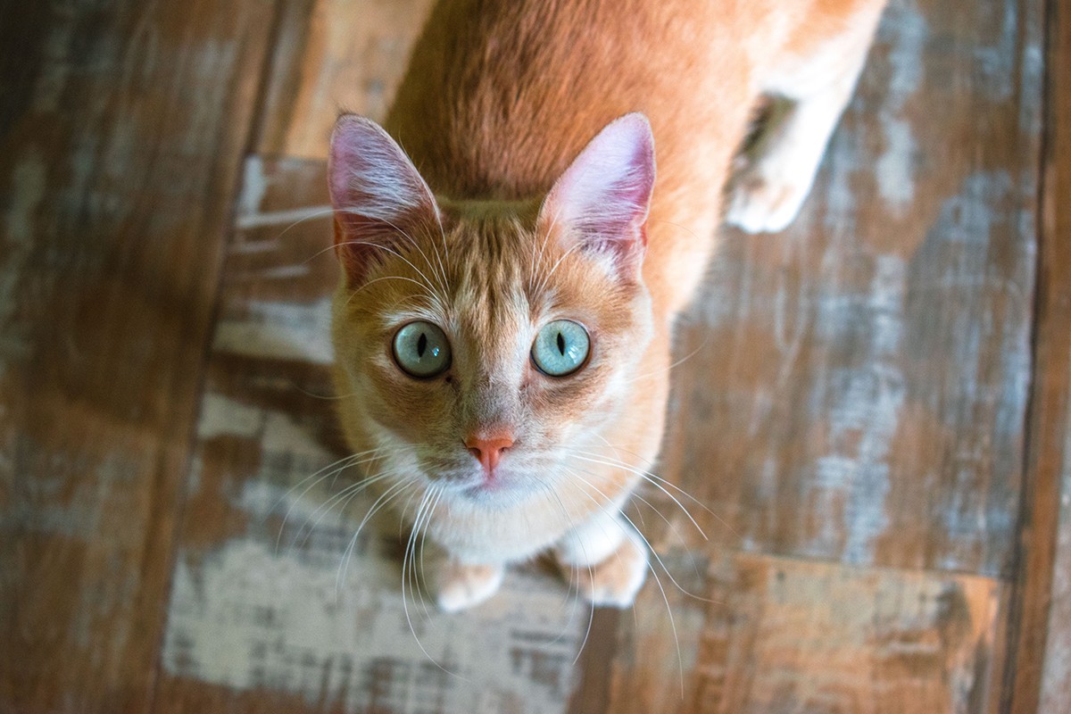 Os sintomas da FIV podem demorar a aparecer, por isso é importante que todo gato seja testado independente de sintomas (Foto: Unsplash/ CreativeCommons/ Mateo Rojas Echeverri)