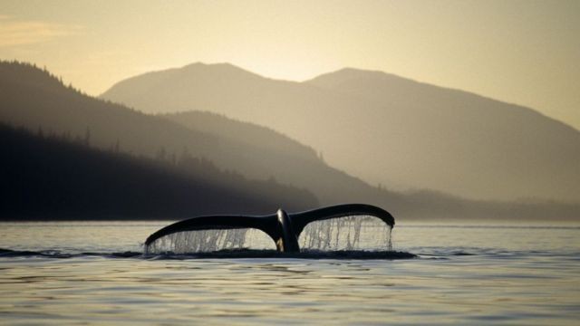 Com poder de esfriar a Terra, baleias ganham a atenção de ecologistas e economistas thumbnail
