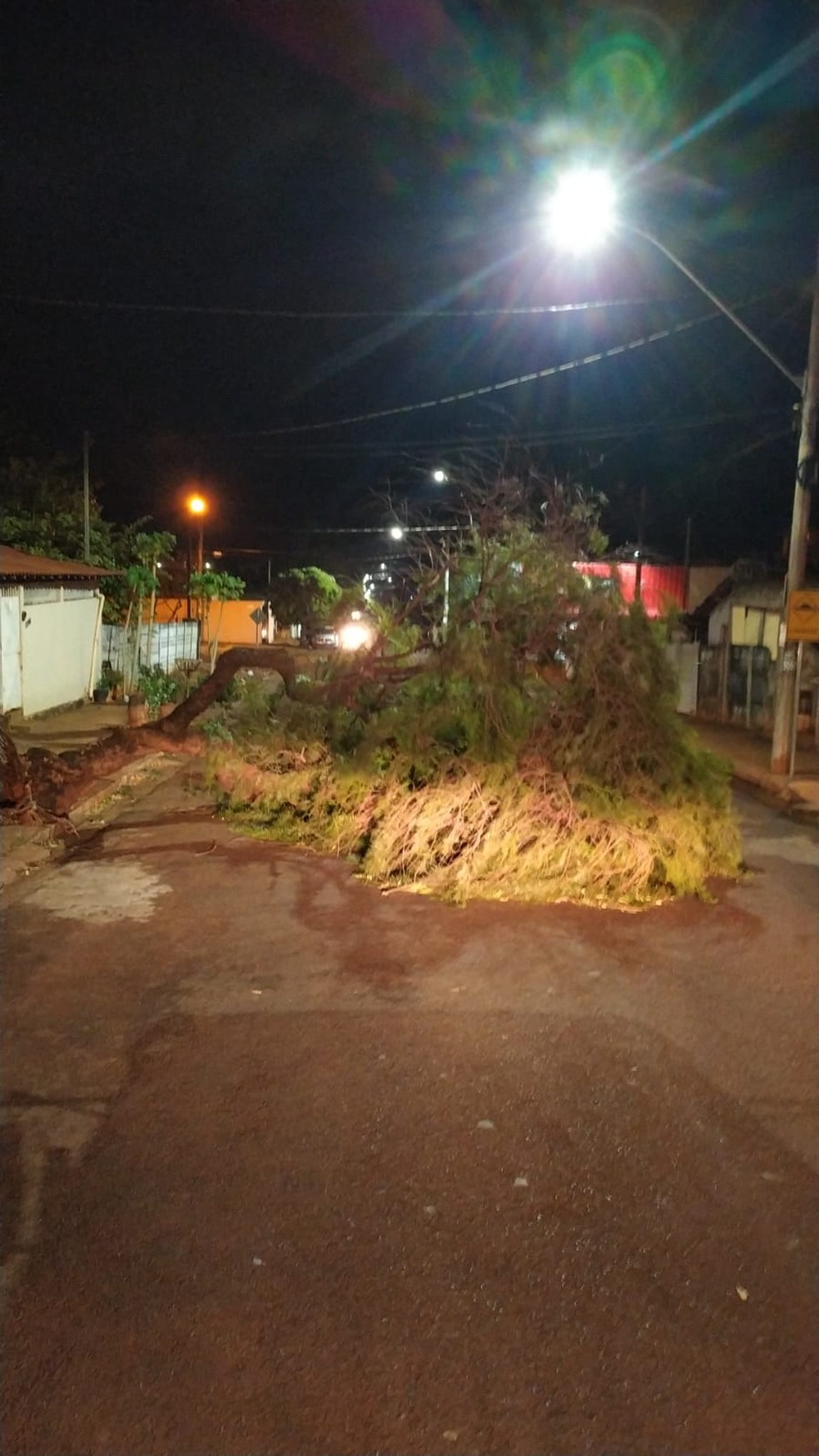 Árvore que caiu em Frutal — Foto: Polícia Militar/Divulgação