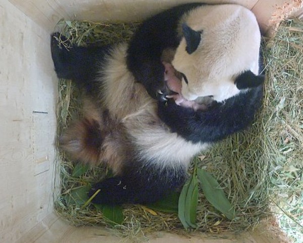 Panda Yang Yang e os filhotes gêmeos, na Áustria (Foto: Schoenbrunn Zoo)
