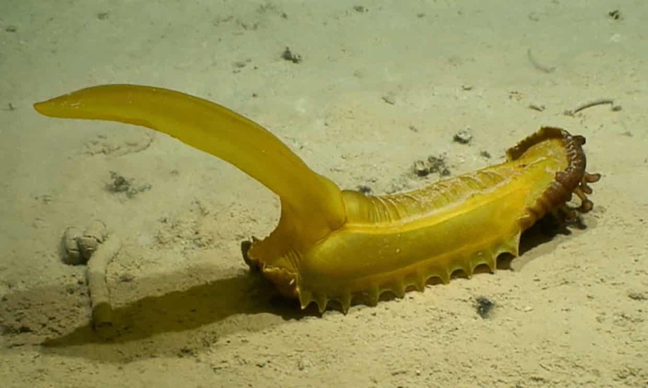 Esquilo gomoso (Psychropotes longicauda), uma das curiosas espécies recém-descobertas do fundo do mar