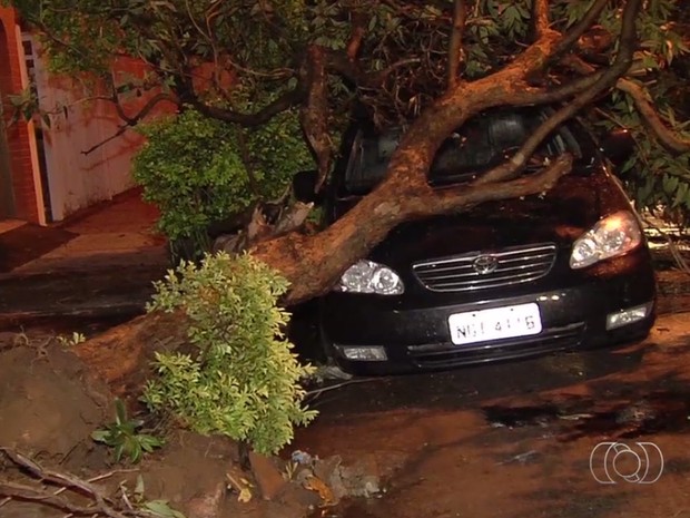 Árvore caiu sobre carro após chuva e ventania em Goiânia Goiás (Foto: Reprodução/TV Anhanguera)