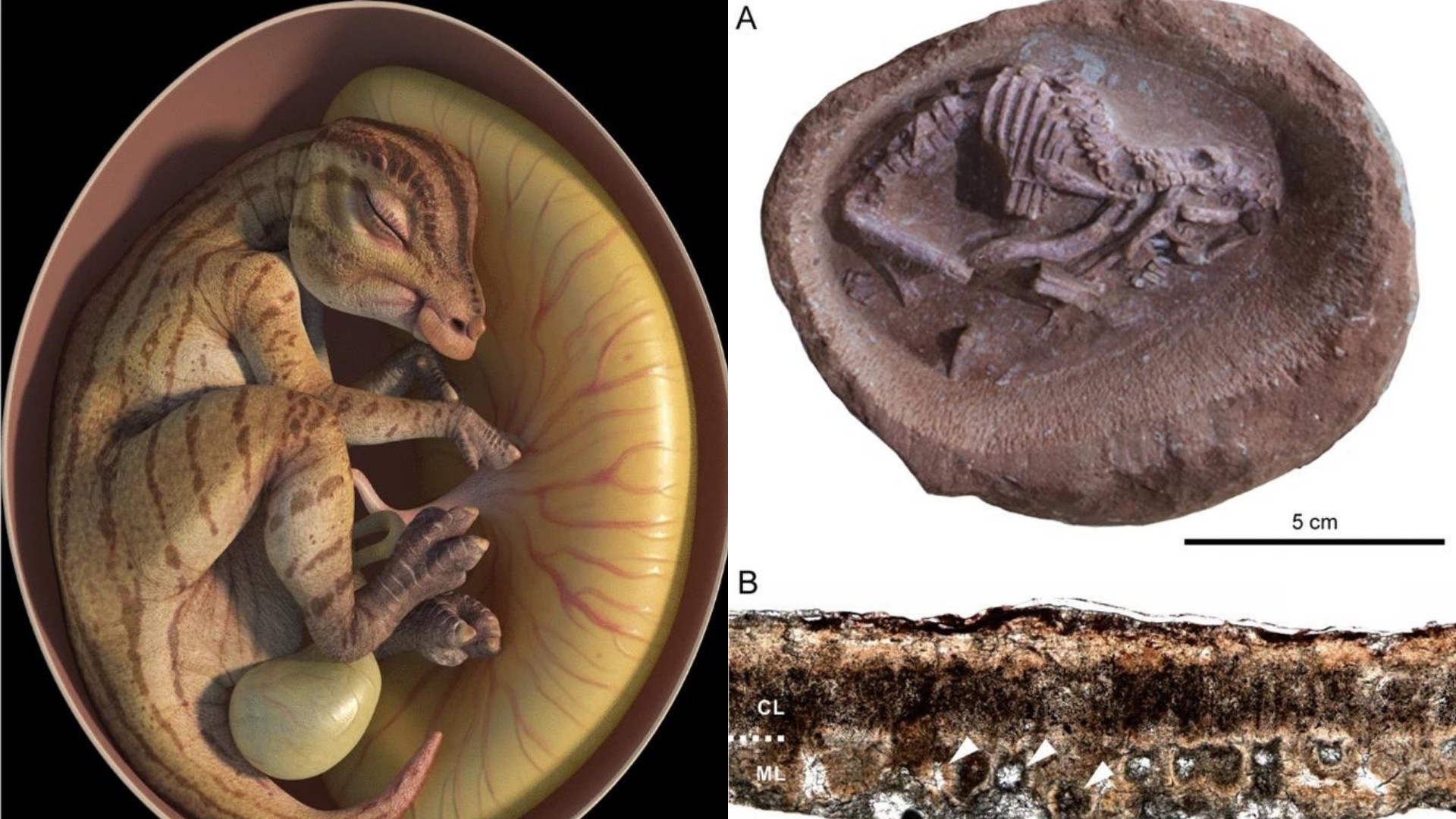 Fragmentos de embriões de dinossauros do Cretáceo Superior foram encontrados na China  (Foto: Jordan C. Mallon et.al)