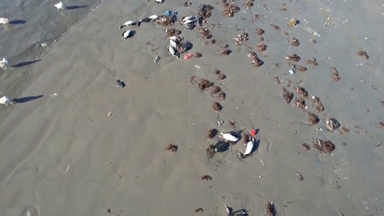 Em meio à suspeita de surto de gripe aviária, centenas de aves aparecem mortas no Chile; vídeo