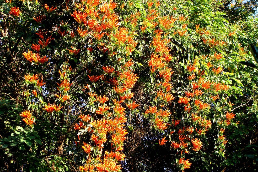 Flor-de-São-João é espécie rica em propriedades medicinais — Foto: Giselda Person