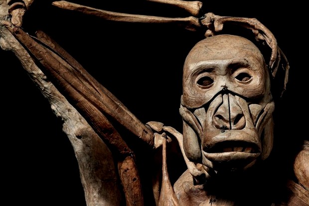 O modelo anatômico de gorila criado no século 19 (Foto: Reprodução/christies.com)