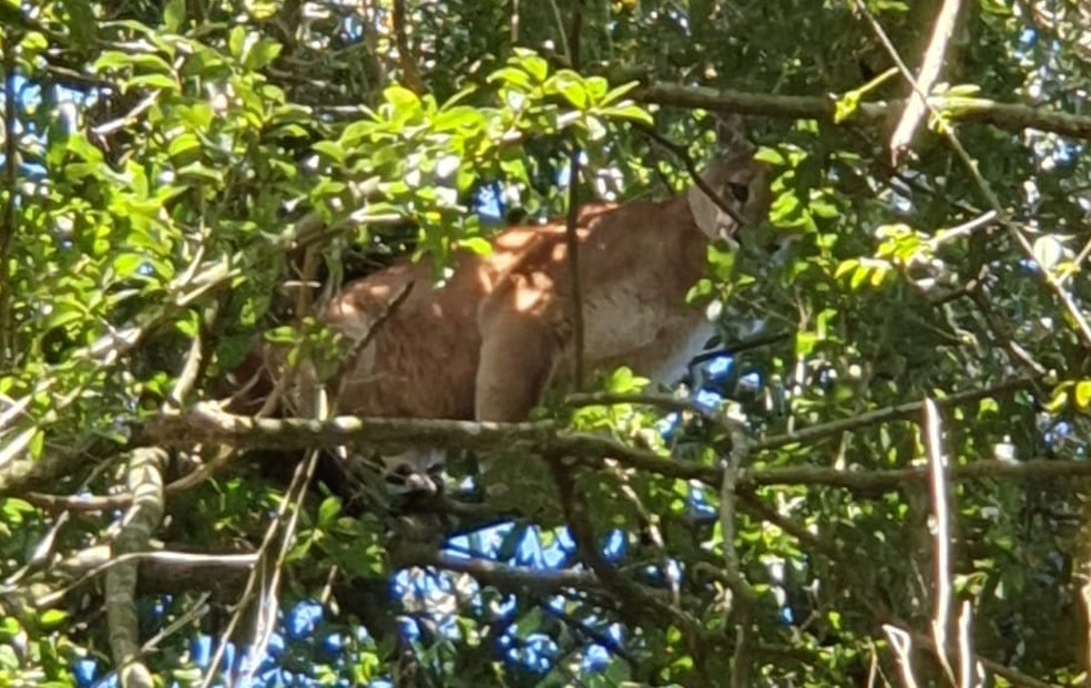 Animal é carnívoro e se alimenta de pequenos mamíferos, mas não costuma atacar seres humanos, diz a Patram — Foto: Jonatan Palla/Clic Espumoso 