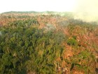 Sul do Pará abriga cemitérios de árvores derrubadas e queimadas