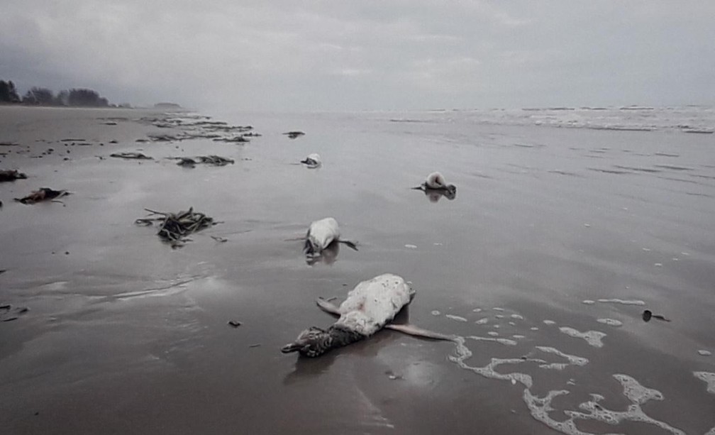 Pinguins sÃ£o encontrados mortos em Ilha Comprida, SP. â Foto: DivulgaÃ§Ã£o/IPeC