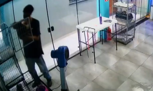 Câmeras flagram funcionário de pet shop dançando com cadela no Paraná: 'Amor', diz jovem