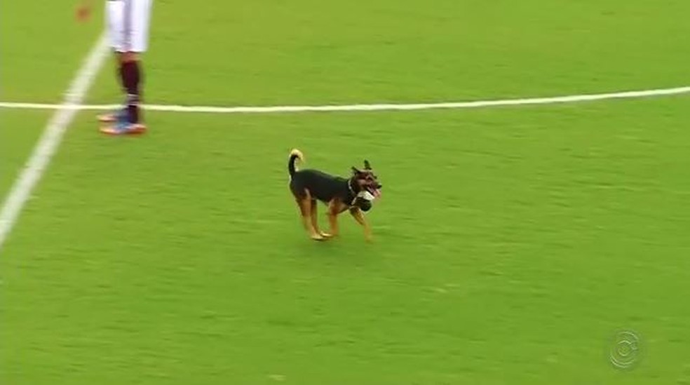 Della-Rua é o cão que invadiu campo durante a final da Copa Paulista — Foto: Reprodução/TV TEM