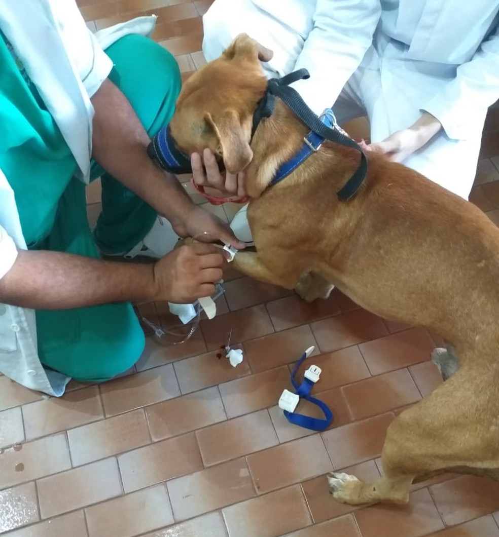 Cachorro foi resgatado por ONG apÃ³s ter Ã³rgÃ£o genital mutilado, na PB â Foto: DivulgaÃ§Ã£o/ONG MissÃ£o Patinhas Felizes