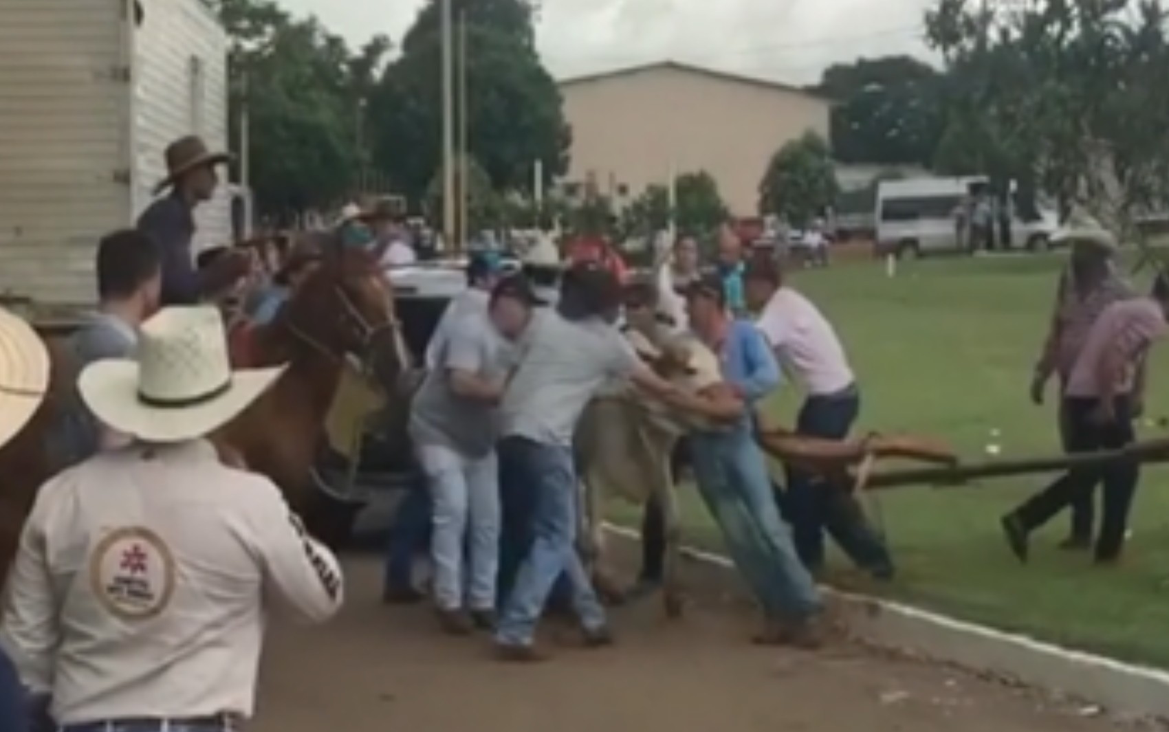 Carreiros têm de segurar boi nas mãos após ele se soltar de carro de boi e causar tumulto em festa de Damolândia; vídeo 