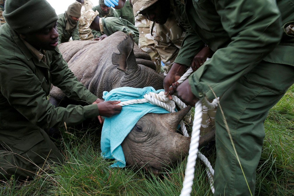 O pessoal do Serviço de Vida Selvagem do Quênia checa um rinoceronte tranqüilizado antes de transportá-lo como parte de um exercÃ­cio de translocação de rinocerontes no Parque Nacional de Nairobi (Foto: REUTERS/Baz Ratner/File Photo)