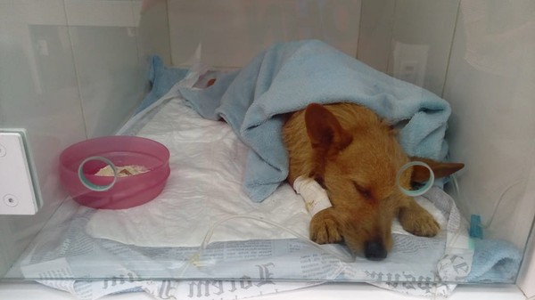 Cachorro Castrado Com Canivete E Sem Anestesia Em Araraquara Tem Alta E Se Recupera Em Casa Sao Carlos E Araraquara G1