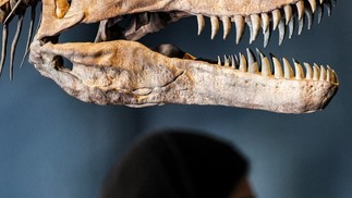 Visitante passa por um esqueleto fóssil em exibição no Dubai Crocodile Park, em Dubai, em 17 de abril de 2023 — Foto: Giuseppe Cacace / AFP