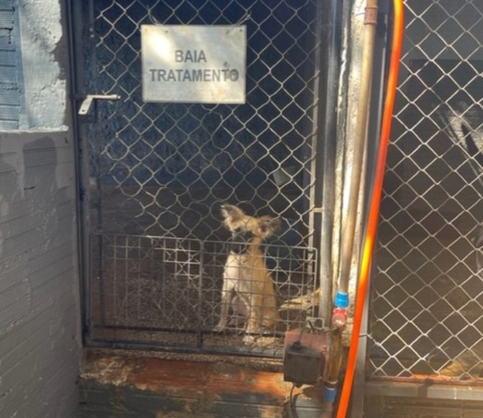 Cães abrigados em canil municipal de Itapeva (SP) apresentavam sinais de desnutrição e ferimentos  — Foto: MPSP/Divulgação
