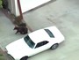 Polícia captura urso à solta em bairro de Los Angeles