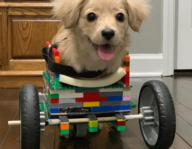 Cadeira de rodas é adaptada conforme crescimento do cachorro (Foto: Reprodução: Facebook)