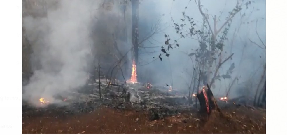 Incêndio no Bosque Municipal de Jaciara começou no domingo (29) — Foto: Reprodução