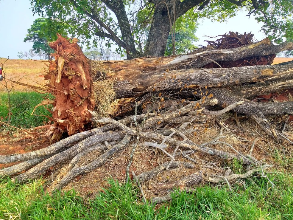 Sitiante foi multado pelo corte de 54 árvores nativas em Martinópolis — Foto: Polícia Militar Ambiental