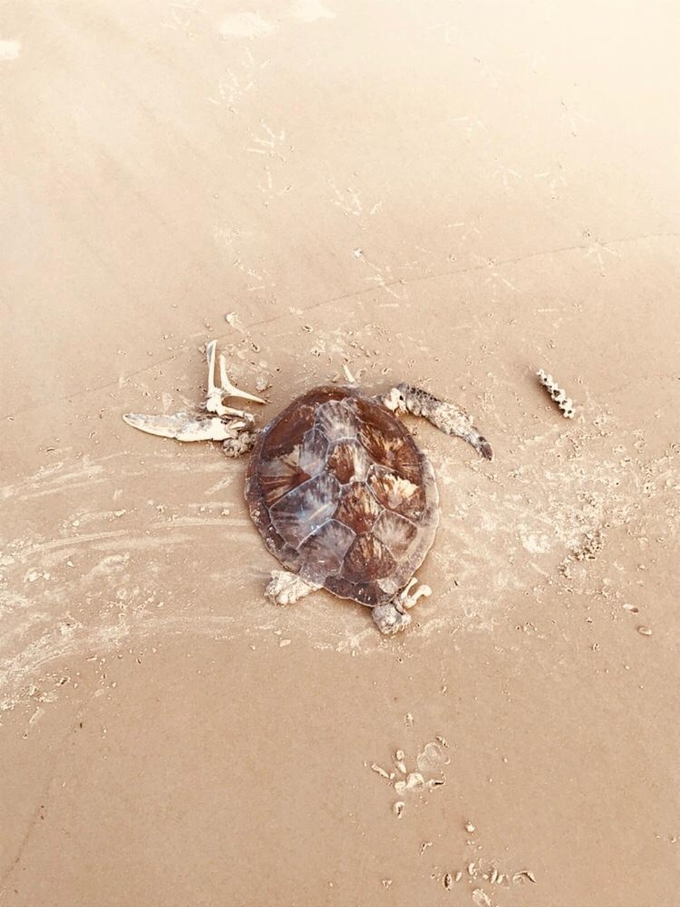 Tartaruga achada morta em praia de Ilhéus — Foto: Jose Adolfo/A-mar