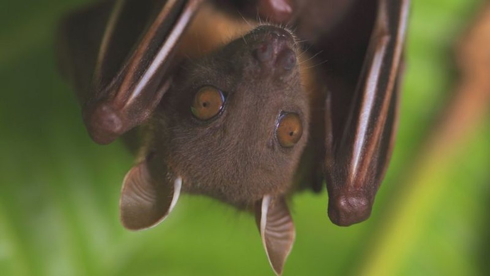 Especialistas chegaram a lançar uma campanha, Don't Blame Bats ('Não culpe os morcegos'), para dissipar medos infundados e mitos sobre estes animais — Foto: Science Photo Library
