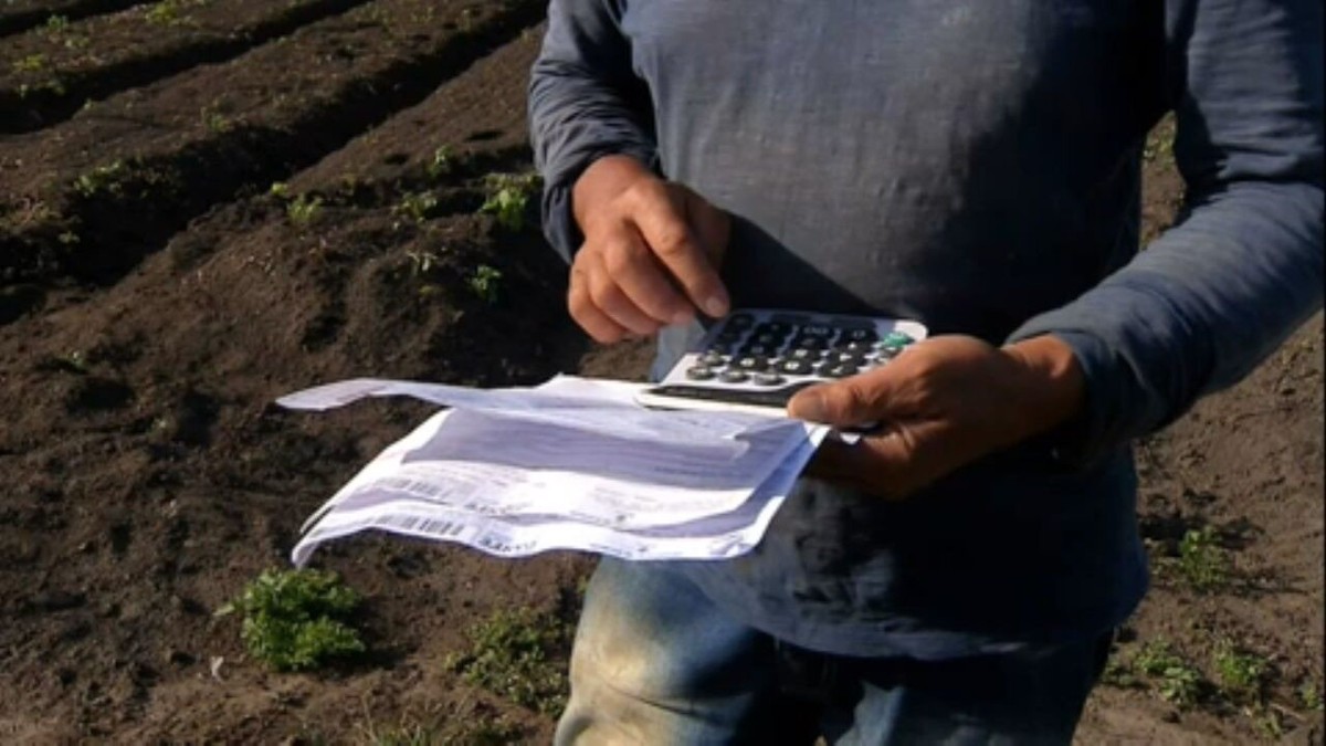 Pequenos produtores de hortaliças de SP reduzem área de cultivo por causa de custos