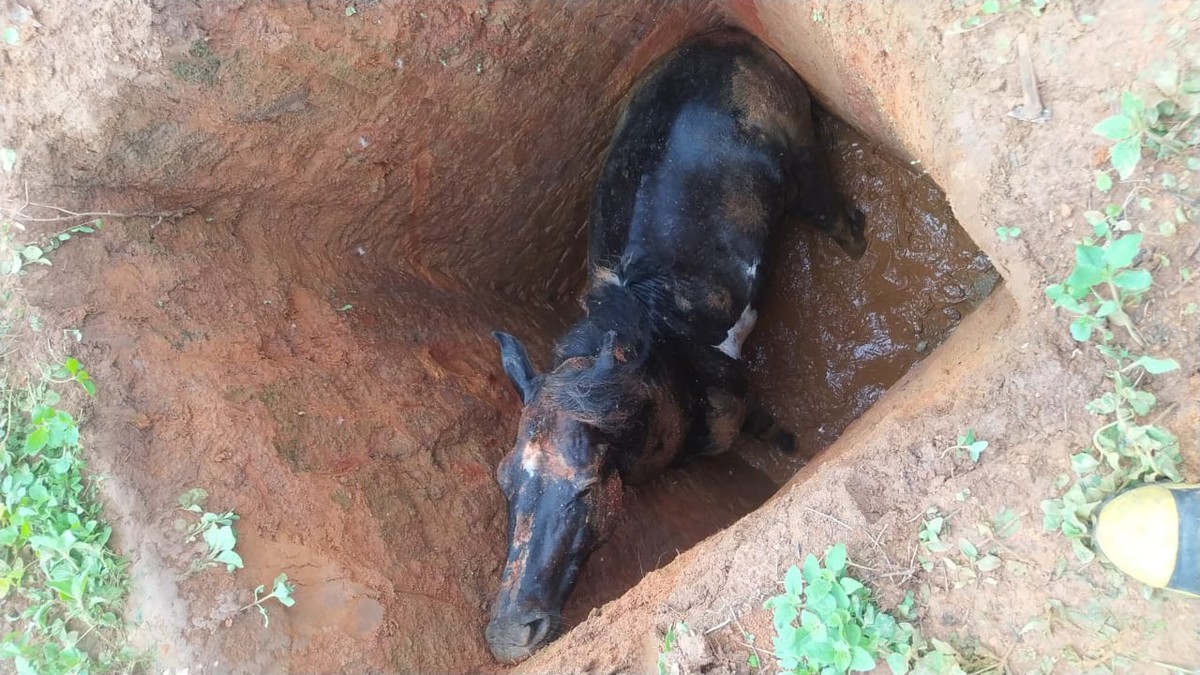 Cavalo cai em fossa de 4 metros de profundidade e é salvo pelos bombeiros, em Montes Claros