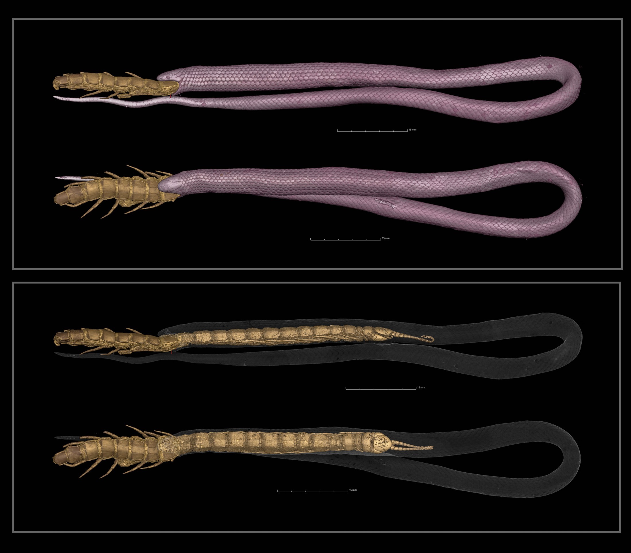 Imagens da tomografia computadorizada feita para descobrir a causa exata da morte da cobra  (Foto: Divulgação/ Florida Museum)
