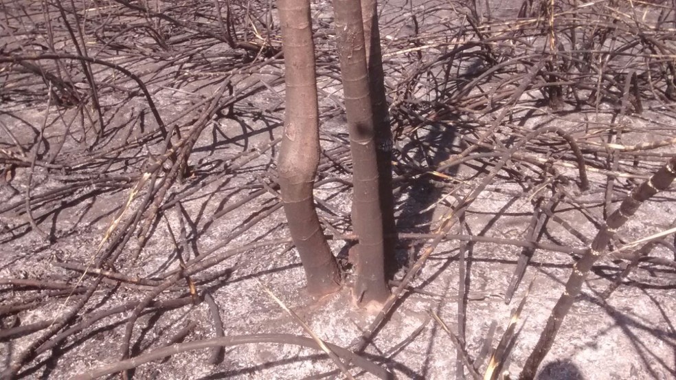 Área queimada fica em uma propriedade rural, em Irapuru (Foto: Polícia Militar Ambiental/Cedida)