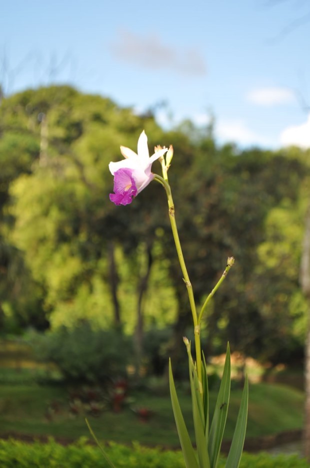 A orquídea-bambu, diferente dos tipos de orquídeas tradicionais têm esse nome, pois o seu caule é muito similar a estrutura de um bambu, podendo chegar até 2,5 metros de altura no jardim (Foto: Flickr / Rogerio (lelo) / CreativeCommons)