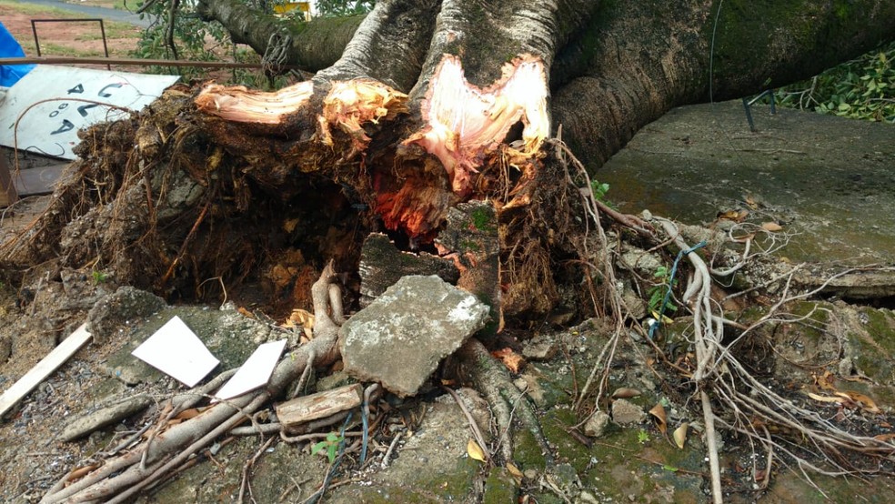 Árvore caiu em Alfredo Marcondes na tarde desta segunda-feira (21) — Foto: Cristiane Marques