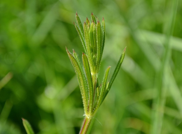 O carrapicho é uma das ervas daninhas mais comuns (Foto: Pixabay / Creative Commons)