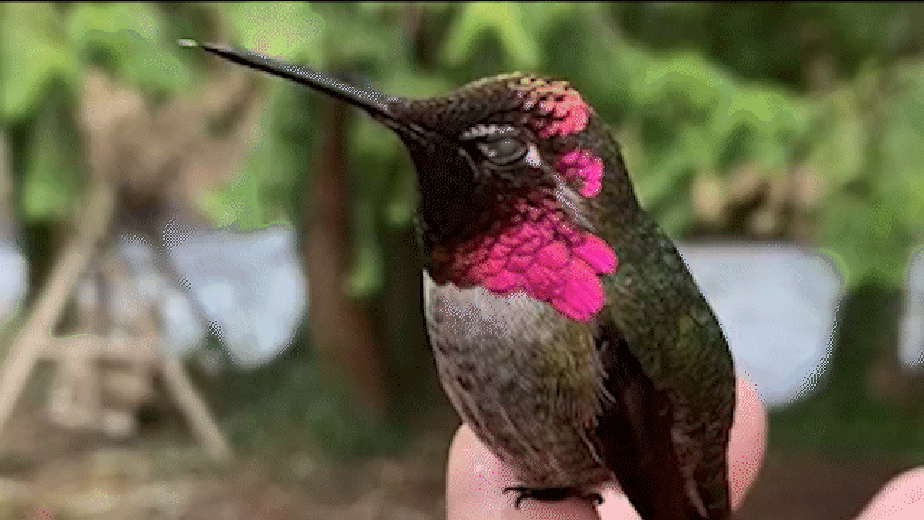 Penas de beija-flor mudam de cor quando ele 'mexe a cabeça'