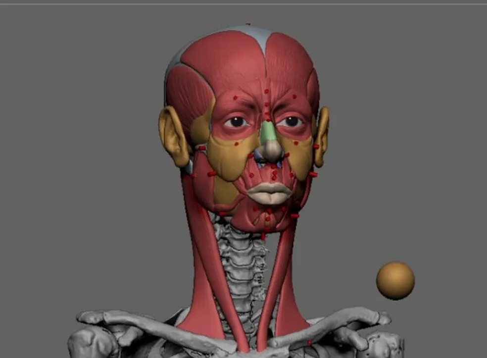 Etapa de inserção de músculos sobre o modelo de esqueleto virtual 3D do imperador D.Pedro I — Foto: Reprodução/Rodrigo Ávila para tese de doutorado de Valdirene Ambiel 